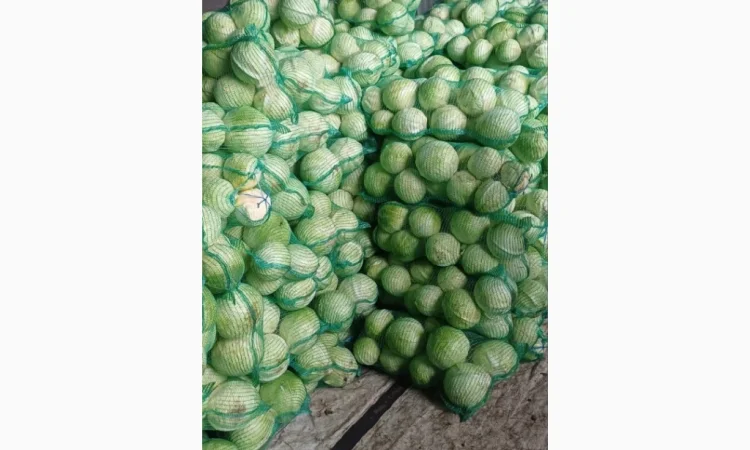 Капуста сорт «Золтон» на продажу - фото № 1