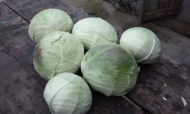 Капуста Агресор на продаж - фото № 1