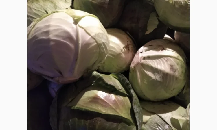 Капуста Агресор на продаж - фото № 2