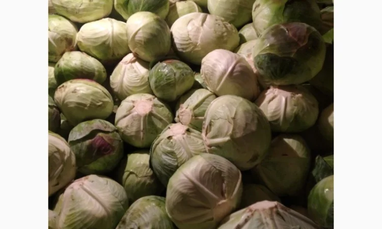 Капуста Агресор на продаж - фото № 3