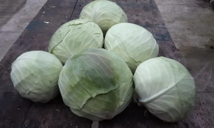 Капуста Агресор на продаж - фото № 4