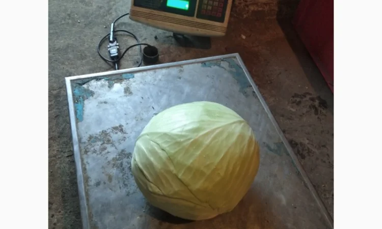 Капуста Агресор на продаж - фото № 5