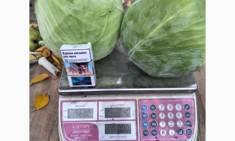 Капуста Агресор без трипса, 20 т по 5 грн/кг - фото № 1