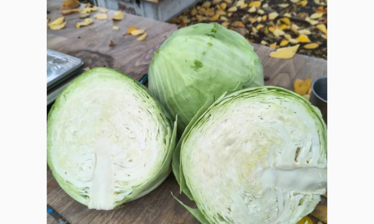 Капуста Агресор гуртом по 5 грн/кг - фото № 3