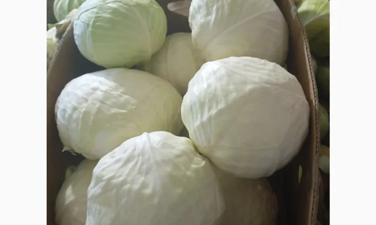 Капуста на продаж 1.5+ - фото № 1