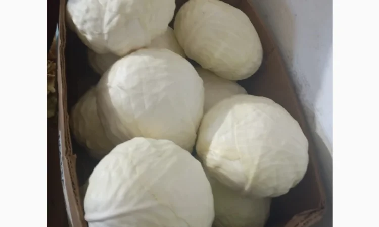 Капуста на продаж 1.5+ - фото № 2