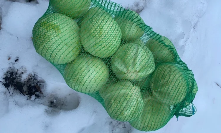 Капуста білокачанна на продажу - фото № 1