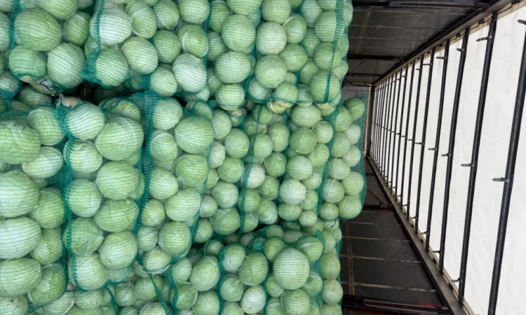 Якісна зимова капуста на продаж - фото № 1