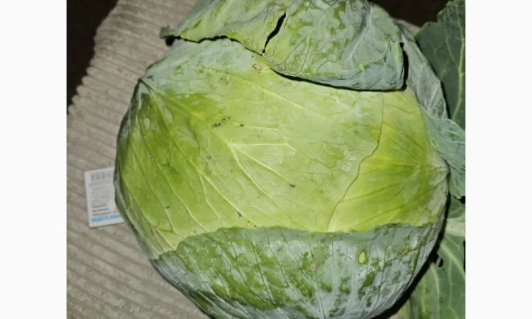 Капуста Центуріон на продажу - фото № 1