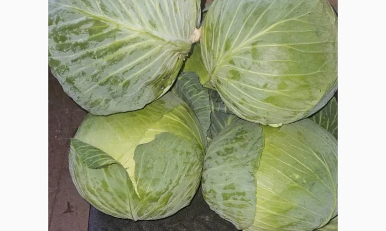 Капуста Центуріон на продажу - фото № 2