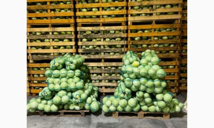 Капуста сорту Зенон на продаж - фото № 1