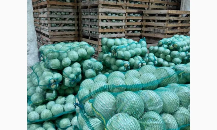 Капуста сорту Зенон на продаж - фото № 2