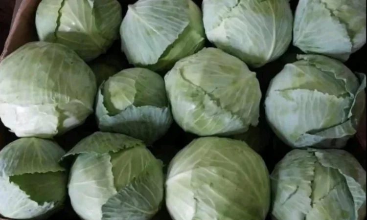 Продаю Пекінську капусту Бронко - фото № 3