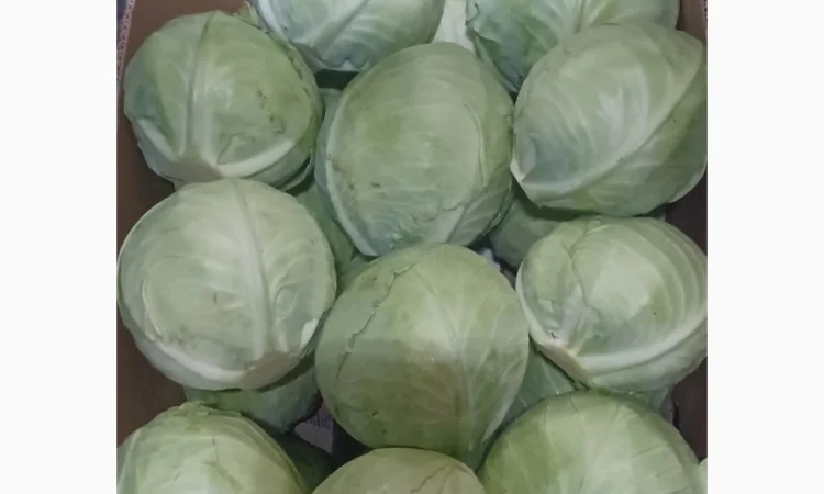 Продаю Пекінську капусту Бронко - фото № 4