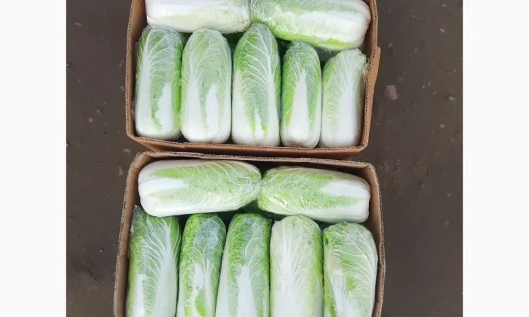 Продаю Пекінську капусту Бронко - фото № 5