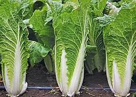 Закуповуємо пекінську капусту від 10 тонн - фото № 1