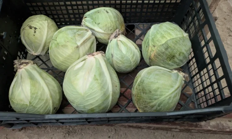 Капуста на продажу - фото № 2