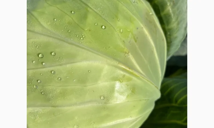 Продаж капусти сорту Агресор - фото № 1