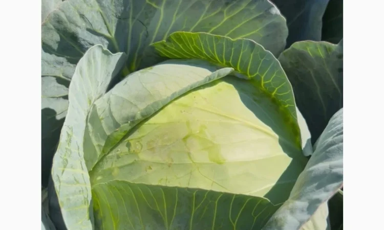 Продаж капусти сорту Агресор - фото № 3