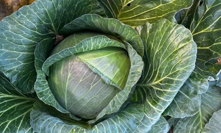 Продаж капусти Агресор - фото № 1