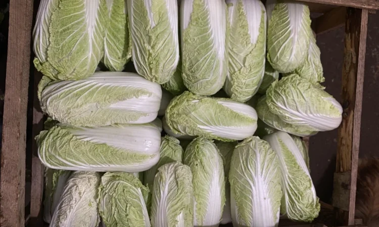 Пекінська капуста на продаж - фото № 1