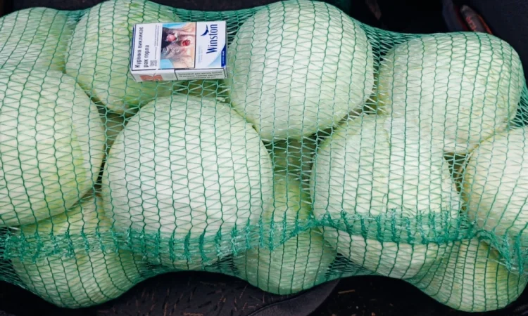 Продаю капусту сорту Анкома - фото № 1