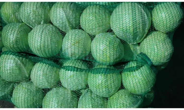 Капуста товарна на продаж - фото № 1