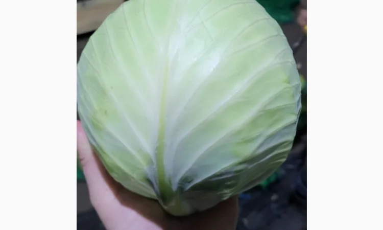 Капуста товарна на продаж - фото № 2