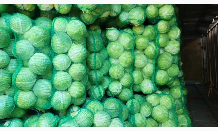 Капуста товарна на продаж - фото № 3