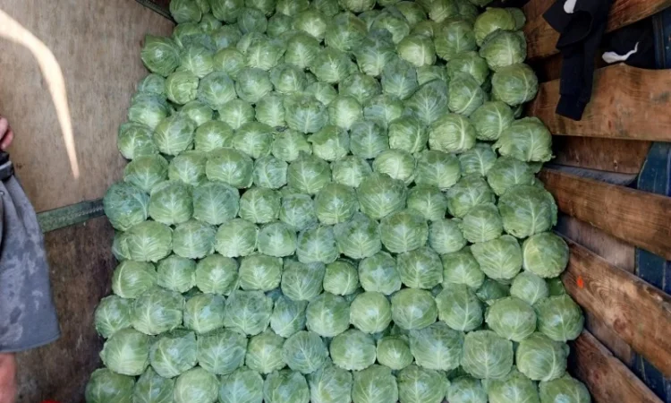 Капуста сорту Сунта на продажу - фото № 1