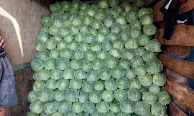 Капуста сорту Сунта на продажу - фото № 2