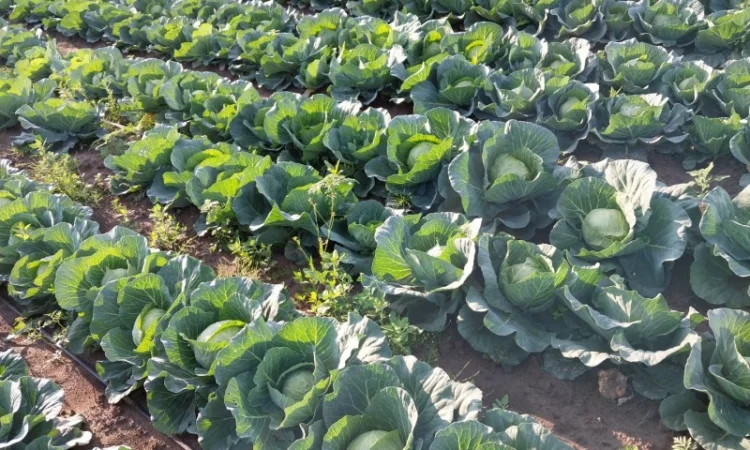 Капуста сорту Сунта на продажу - фото № 3