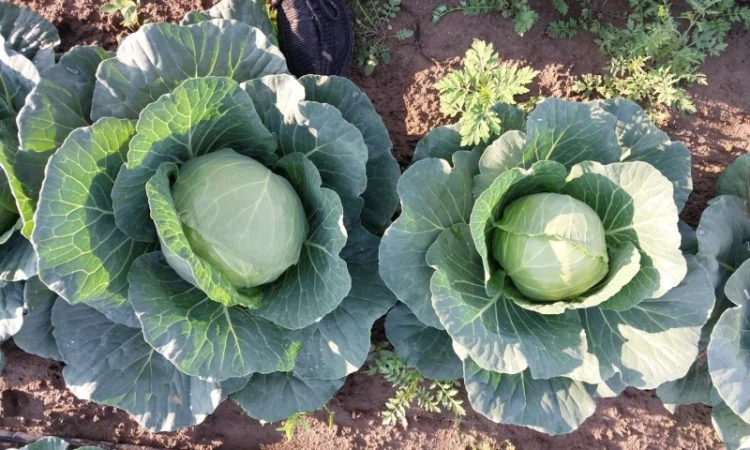 Капуста сорту Сунта на продажу - фото № 4