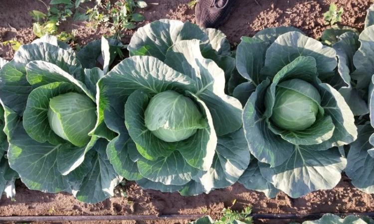 Капуста сорту Сунта на продажу - фото № 5
