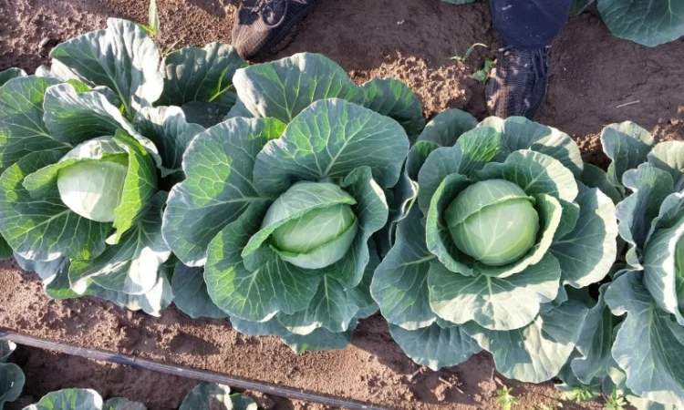 Капуста сорту Сунта на продажу - фото № 6