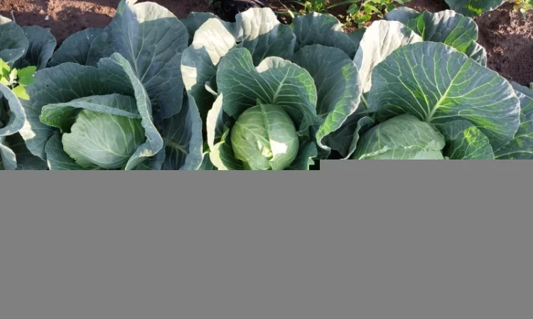 Капуста сорту Сунта на продажу - фото № 7