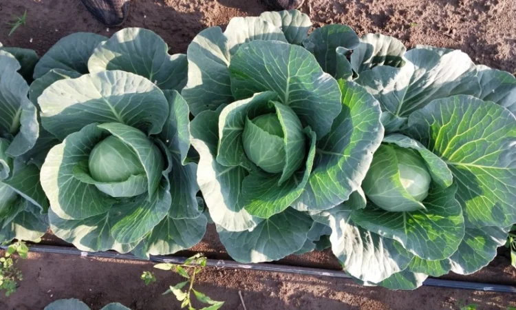 Капуста сорту Сунта на продажу - фото № 8