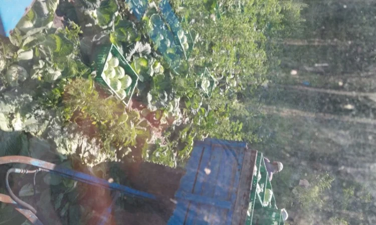 Капуста хорошего качества на продажу - фото № 3