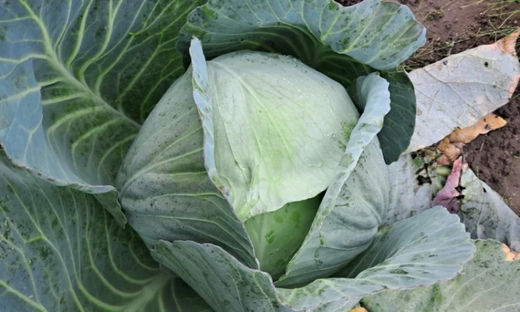 Капуста сорту "Агресор" на продаж - фото № 1