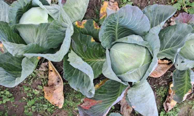 Капуста сорту "Агресор" на продаж - фото № 2