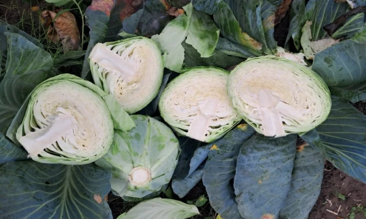 Капуста сорту "Агресор" на продаж - фото № 4