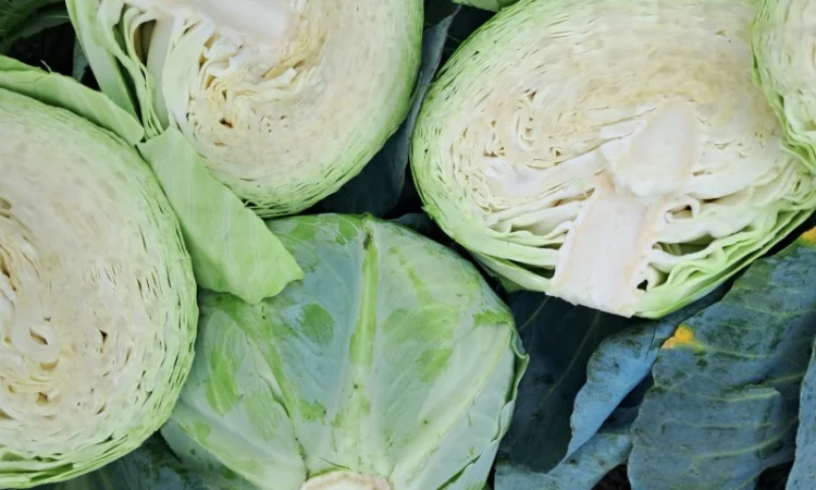 Капуста сорту "Агресор" на продаж - фото № 5