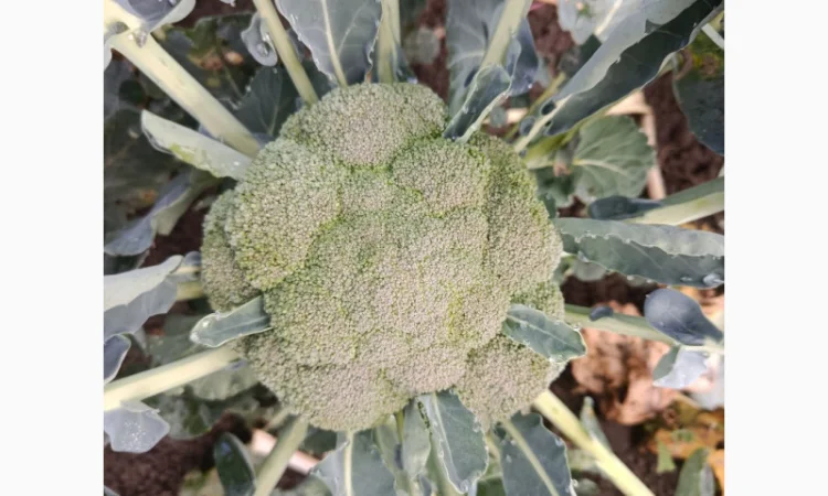 Продаю Пекінську капусту в с. Перебиківці - фото № 7