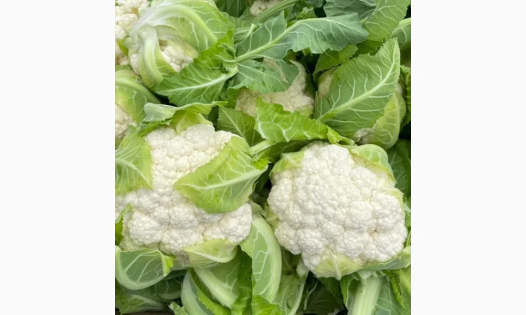 Продаю Пекінську капусту в с. Перебиківці - фото № 8