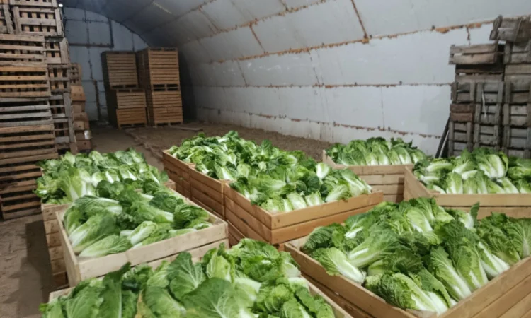 Продаю Пекінську капусту в с. Перебиківці - фото № 9