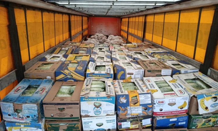 Продаю Пекінську капусту в с. Перебиківці - фото № 10