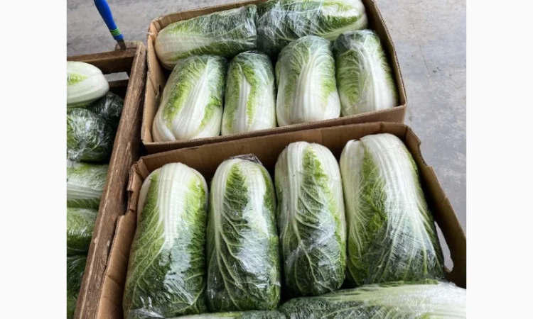 Продаю Пекінську капусту в с. Перебиківці - фото № 1