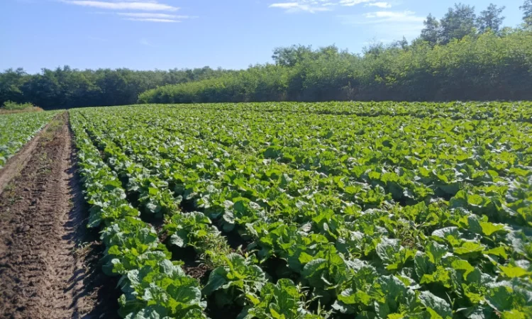 Продаю Пекінську капусту в с. Перебиківці - фото № 2