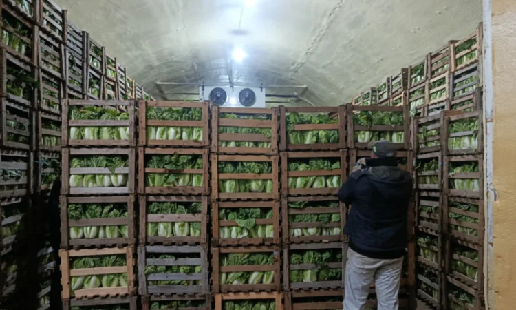 Продаю Пекінську капусту в с. Перебиківці - фото № 3