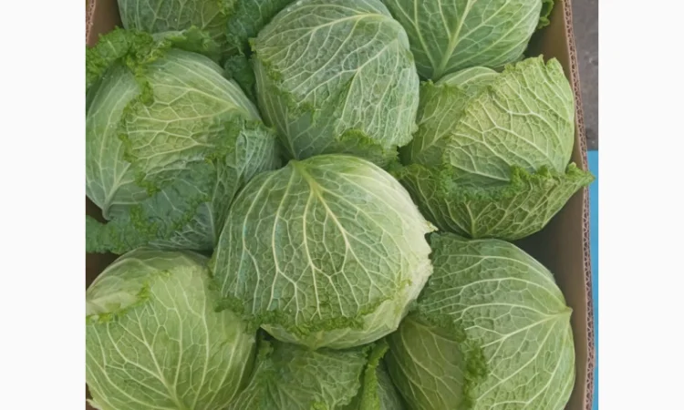 Продаю Пекінську капусту в с. Перебиківці - фото № 6